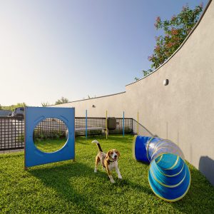 GERATRIZ_MARGARIDAS_PET_PLACE_OK